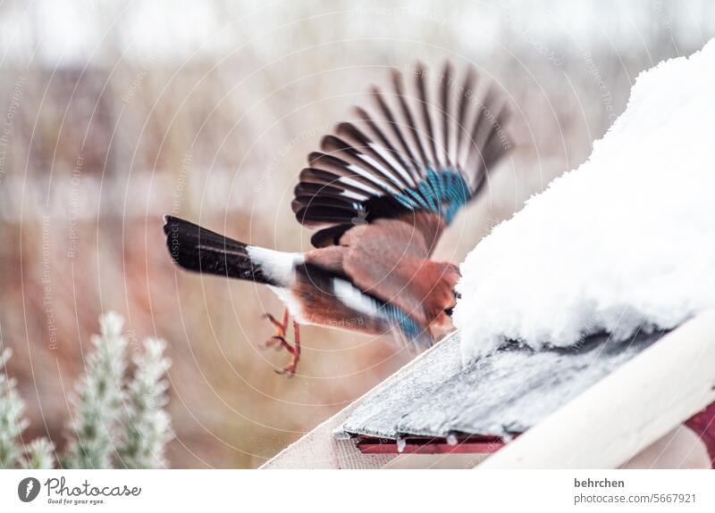 departure aviary Wintertime Winter Silence winter Winter's day Winter mood Snowfall Cold especially Animal protection animal world Ornithology Wild animal