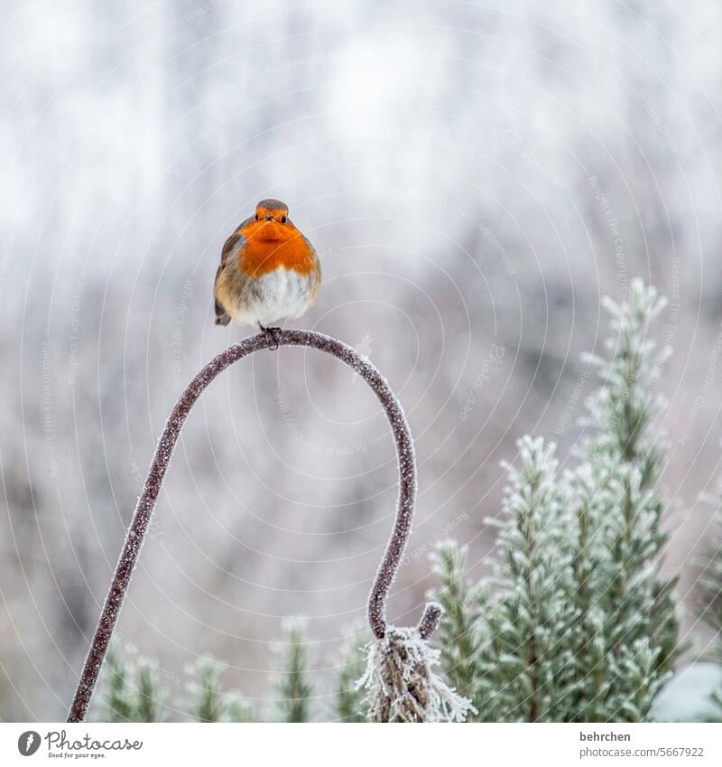 hugging ball Winter's day winter Wintertime Winter Silence Winter mood Fabulous animal world Cold Snow songbird Animal protection Small Wild animal Songbirds