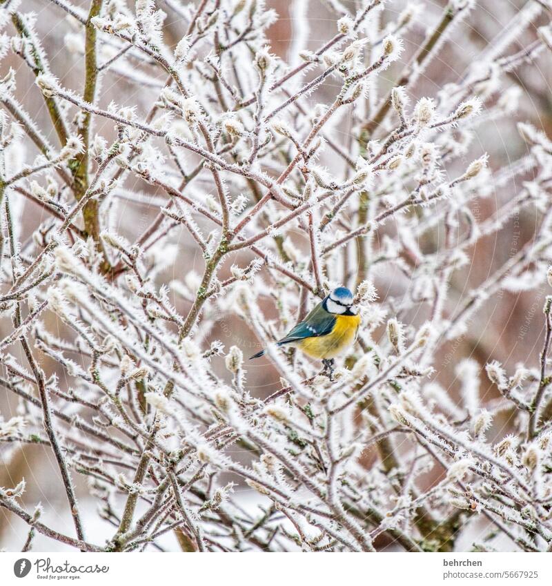 bedded in snow feathers Grand piano Exterior shot Animal pretty Cute Colour photo Nature Wild animal Animal protection Animal portrait Bird Love of animals