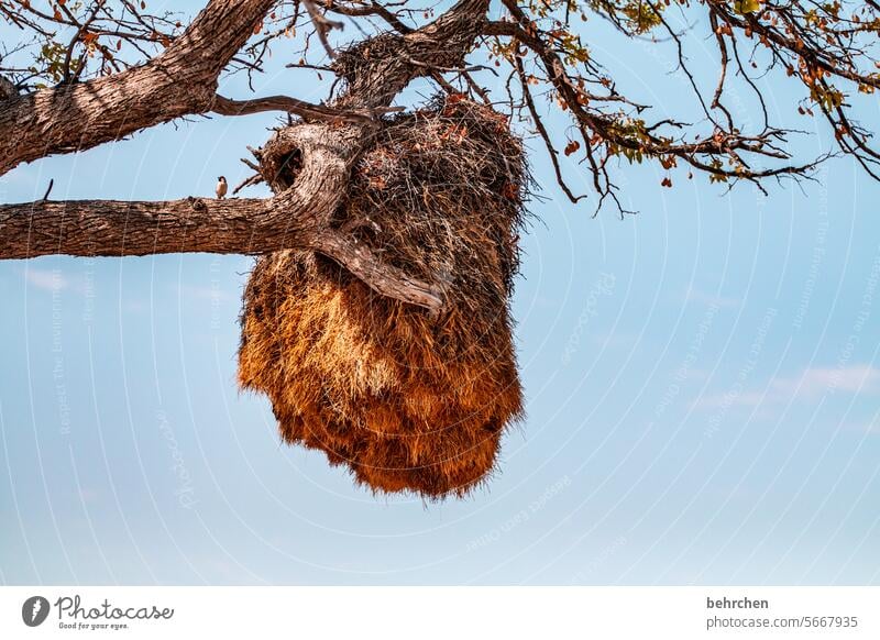 multigenerational house siedelweber Wild animal Love of animals Animal protection Nest-building weaver bird Fantastic Exceptional birds Africa Namibia