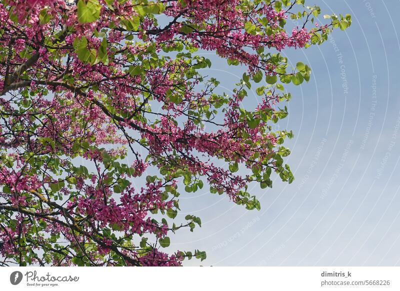 common lilac syringa vulgaris flowering plant branches with pink flowers in the springtime nature green leaf blooming pasxalia magenta blue sky colorful flora