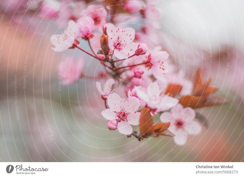 Pink flowers in spring Blossom Spring fever Twig Emotions Happy Happiness Ease blood plum Prunus cerasifera Tree naturally Exceptional Esthetic pretty Moody