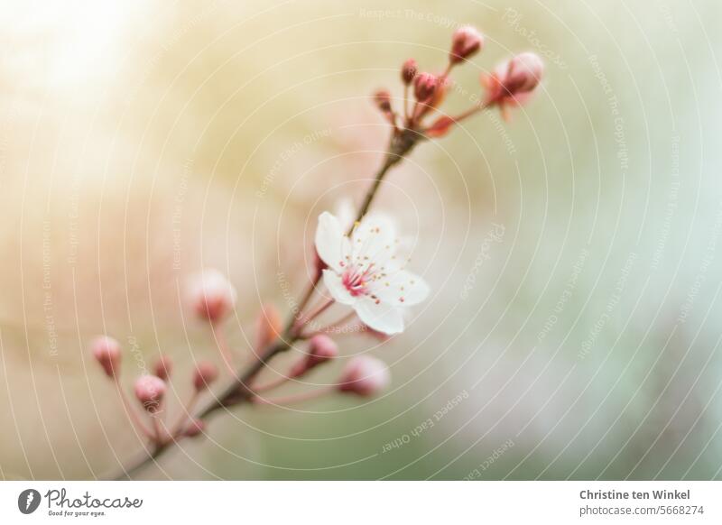 Flowering branch in spring blossoms Spring Plum tree Plum blossom Spring fever tree blossom Blossoming Pink herald of spring Spring colours Plant naturally