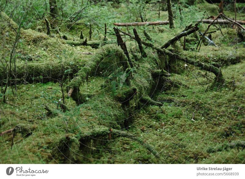 Alaska / rustic tree trunk in the forest of Bartlett Cove Tree trunk Quaint overgrown mossy untreated Green Forest naturally Old livelihood Nature Growth