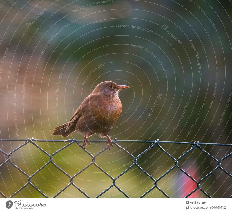 Bird portrait -female blackbird dark brown with spotted breast and pale beak bird portrait Colour photo Exterior shot Animal Blackbird Deserted