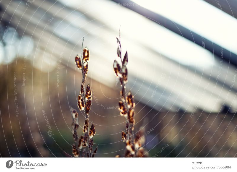 seed Environment Nature Plant Leaf Exotic Seed Seed plant Natural Warmth Colour photo Exterior shot Interior shot Close-up Deserted Day Shallow depth of field