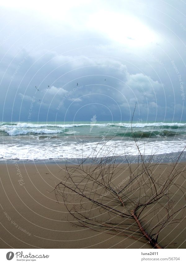 A day at the beach Beach Waves Ocean Clouds Passion Lake Surf Swell White crest Flotsam and jetsam Coast Sand Sky Branch