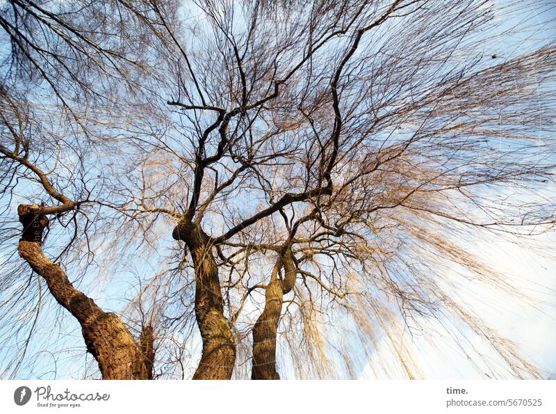 winter pasture Tree Worm's-eye view Nature Environment Wood Winter Tree trunk twigs branches Sunlight Sky Cold chill trees Park space gripping discharging Bleak