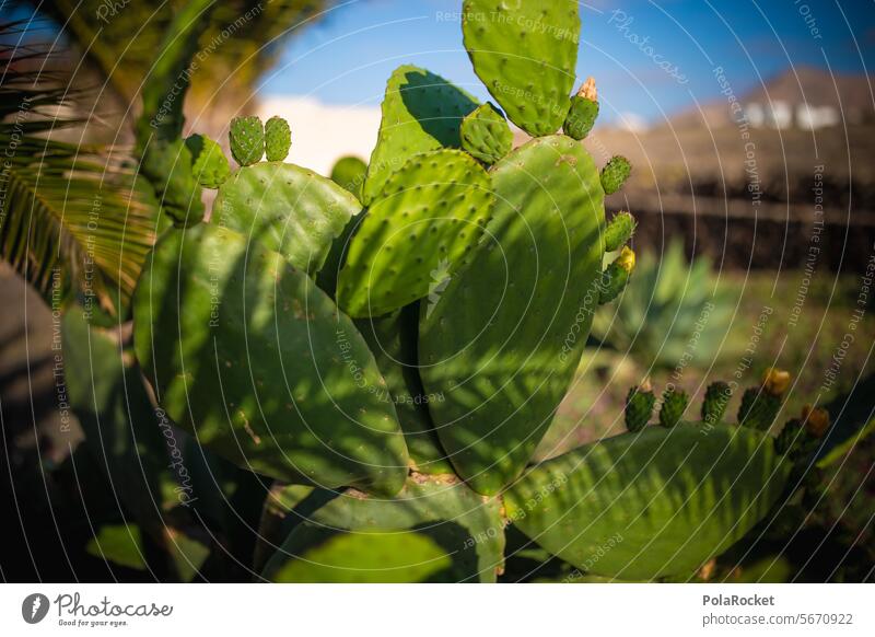 #A0# Palm shade Cactus cactus plant Cactus field Cactus Flower Palm frond Shadow Mediterranean Nature Plant Colour photo Green cacti Summer Desert Botany Thorn