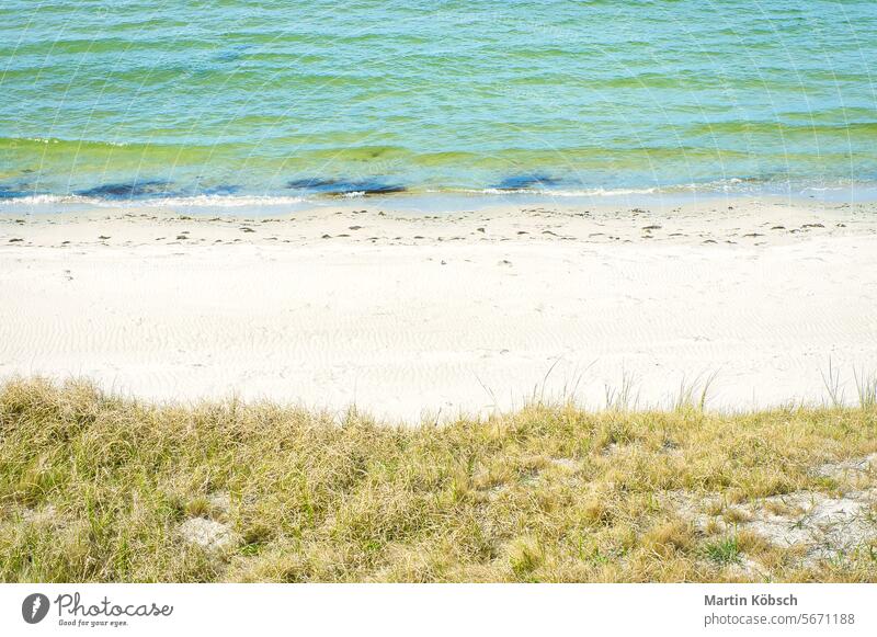 On the beach at Zingst. Dunes with dune grass in front of white sand and Baltic Sea sea ocean wave travel walk coast romantic west beach Sandy beach