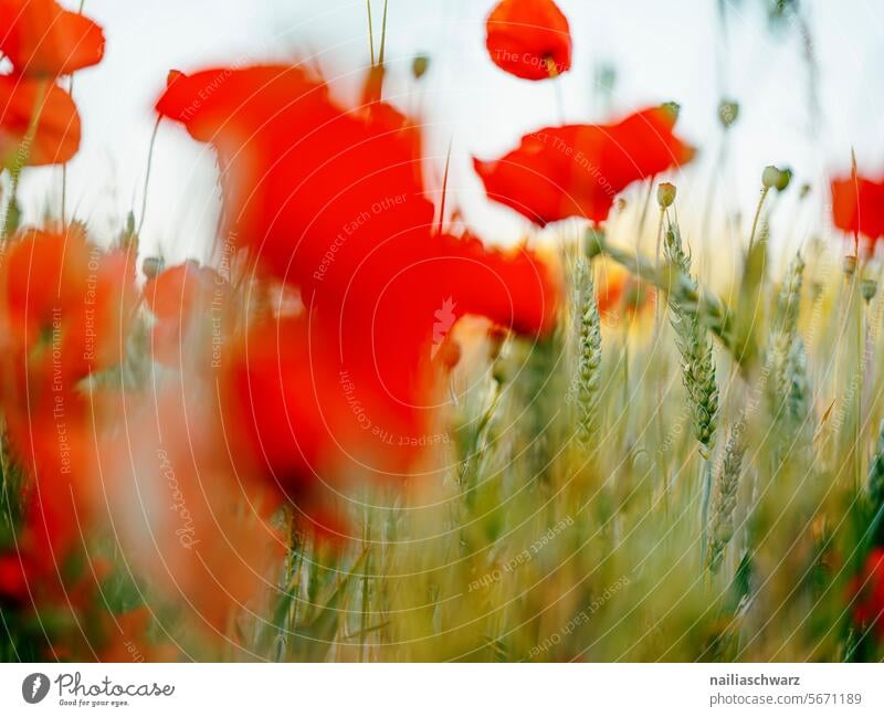 poppy field field flowers. Field variegated Poppy Nature flora Poppy blossom Poppy field Shallow depth of field Meadow Red Colour photo Deserted Flower Plant