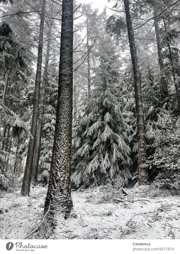 winter forest Winter forest daylight Day trees Sky Nature winter weather Snow Forest firs spruces conifers Snow layer Dark silent chill Winter mood Seasons