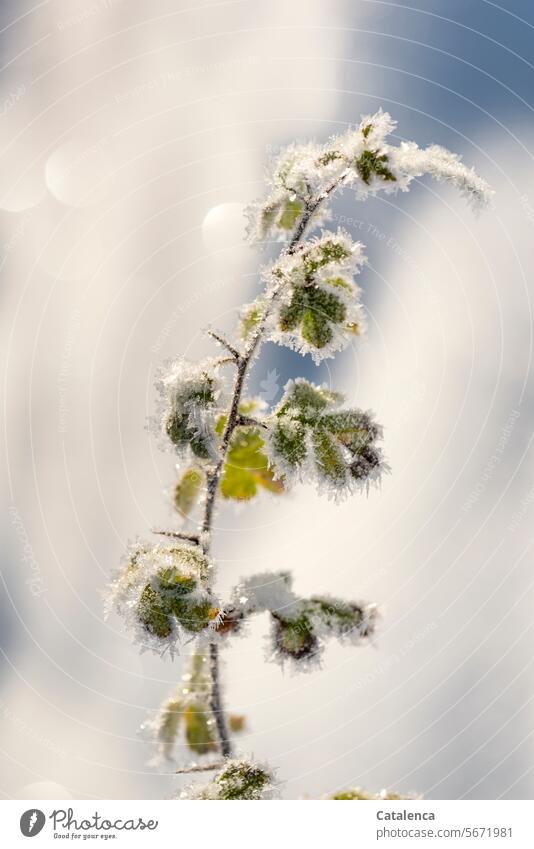 Ice crystals on a hawthorn branch daylight Day structure Frozen pretty chill ice crystals Frost Winter mood winter Season Freeze Cold Weather Hoar frost Nature