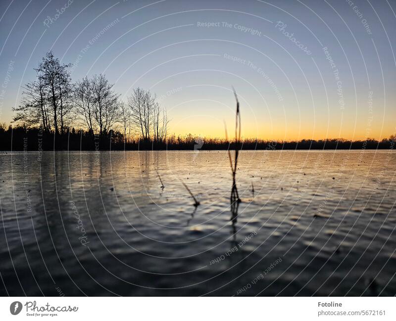 A sheet of ice covers the meadows. A few blades of grass are still sticking up out of the ice. In the background, the sun is just rising and bathes the trees and bushes in black and orange.