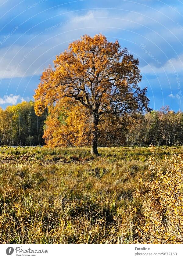 A great tree is elegantly dressed in its autumnal garb. It shines in warm autumnal colors. Tree Meadow Lawn Forest Autumn Autumnal Leaf Autumn leaves