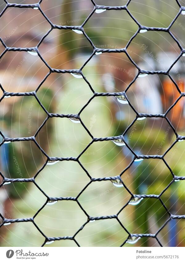 The wire mesh fence is wet from the rain. In the background, in a blur, you can perhaps make out the allotment garden site. Wire netting fence Fence Wire fence