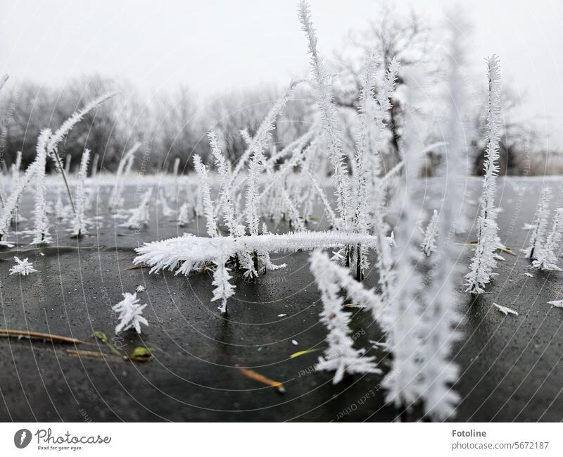 Winter is an artist, the cold conjures up sculptures that are unique. This is a meadow that was battered by floods. The blades of grass were decorated with ice crystals.