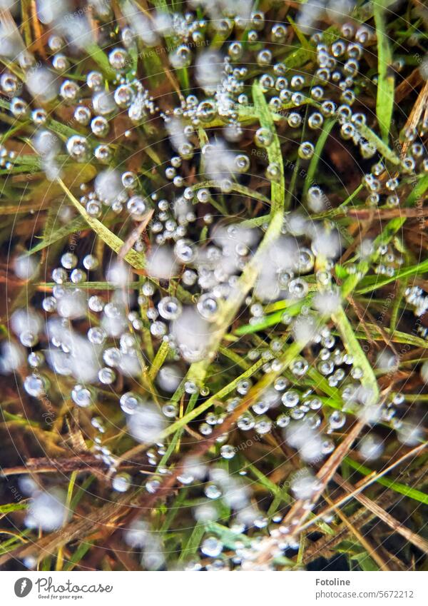 A meadow, frozen under ice. I thought there were air bubbles trapped here, but dear Anne explained to me that they were methane bubbles. Another lesson learned. Thank you Anne. :-)