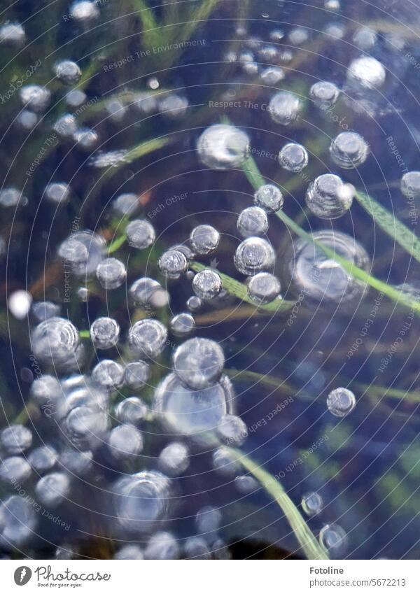 Methane bubbles encased in ice. They are so beautiful! Ice Winter Cold Frost Frozen Freeze Exterior shot chill Air bubble Meadow Grass Green Brown White