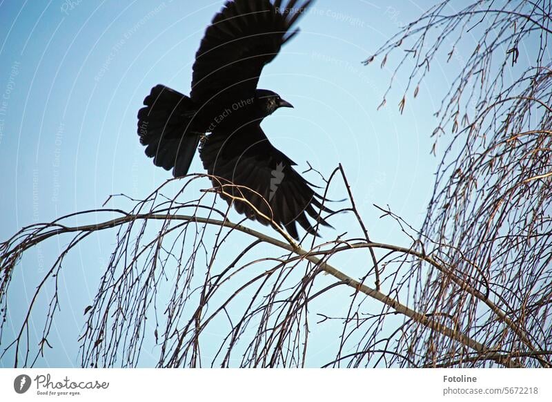 A raven spreads its wings wide and flies away from the branch with powerful wing beats. Bird Black Animal Crow Wild animal world Beak Feather Grand piano Dark