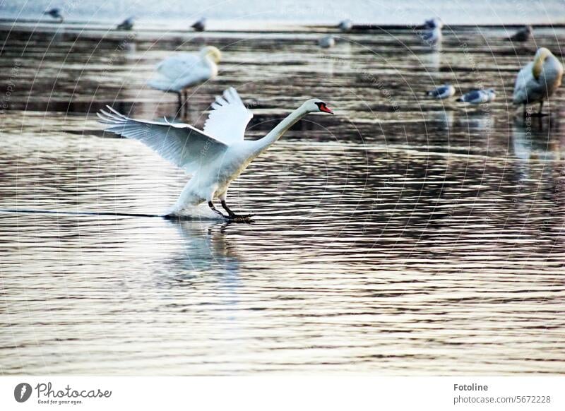 Swan approaching. Pure elegance! In the background, swans and seagulls stand on the still partially frozen lake. Water Bird Animal White Lake Elegant Pride Neck