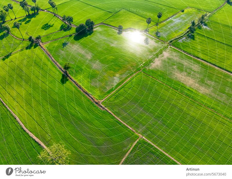 Aerial view of green rice field with trees in Thailand. Above view of agricultural field. Rice plants. Natural pattern of green rice farm. Beauty in nature. Sustainable agriculture. Carbon neutrality.