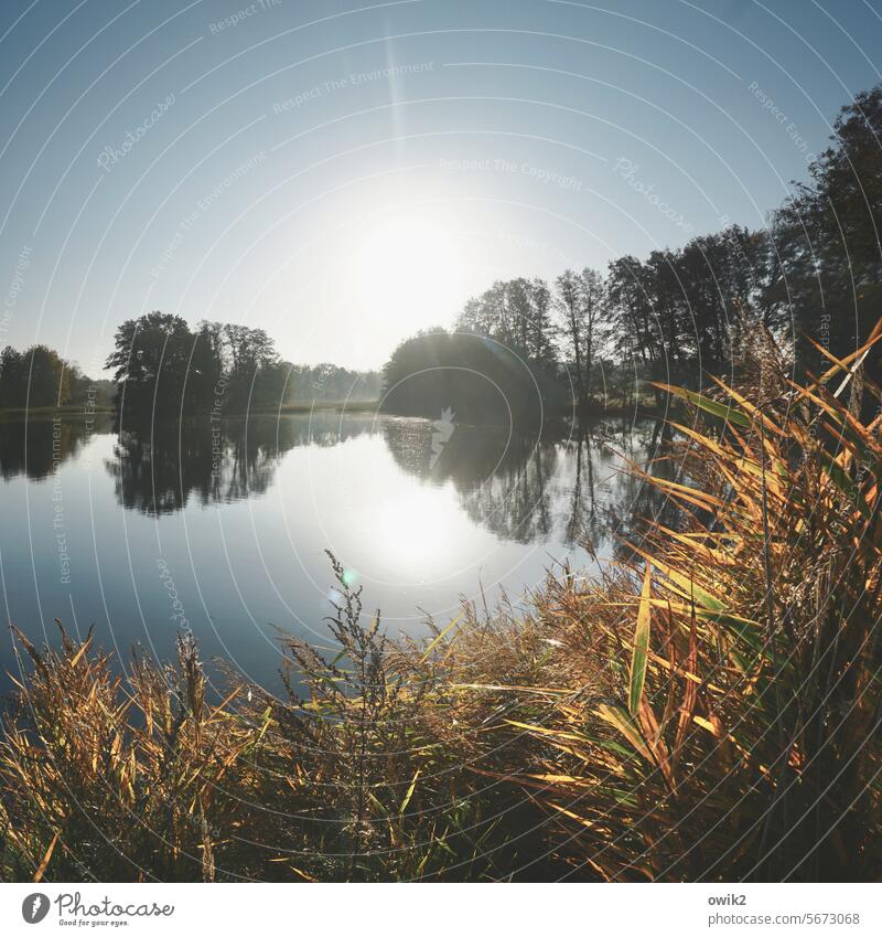 In the morning at the village pond Morning Calm Idyll Sunrise Sunlight Water Pond Beautiful weather Horizon Landscape Bushes Nature Environment Plant Serene