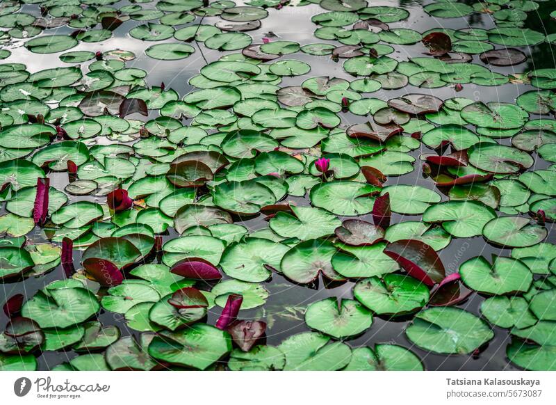 Water lily in the pond with green leaves and red flowers botanical flora lake nature water plant bloom background beautiful blooming beauty natural summer