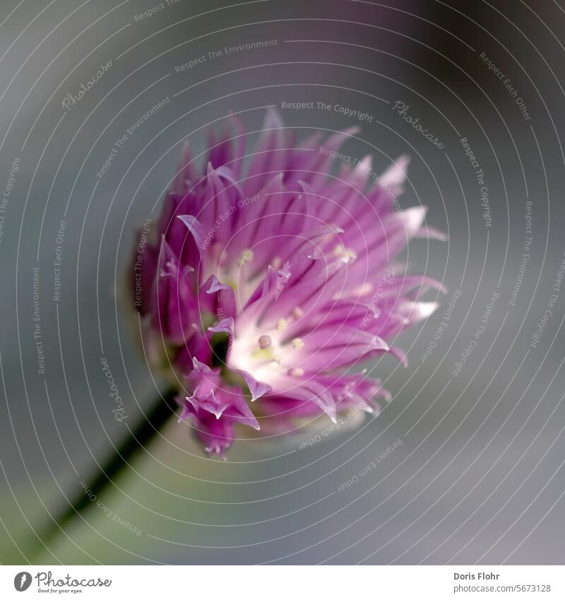 Chives Blossom Close-up Herbs and spices Shallow depth of field Nature Plant Nutrition Violet Green Blossoming Food Agricultural crop Healthy Garden