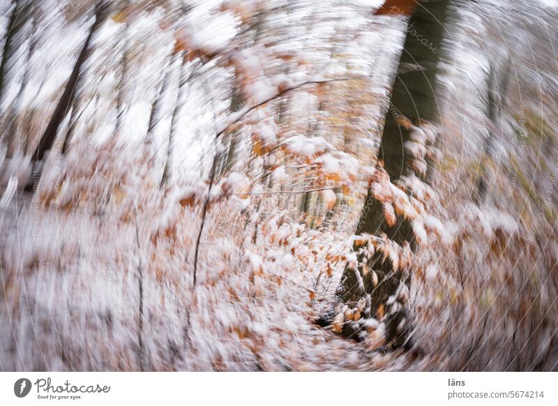 through time and space l forest bathing Forest trees Environment Stagger hazy Exterior shot Nature Deserted Tree Meniere's disease Vertigo Giddy motion blur