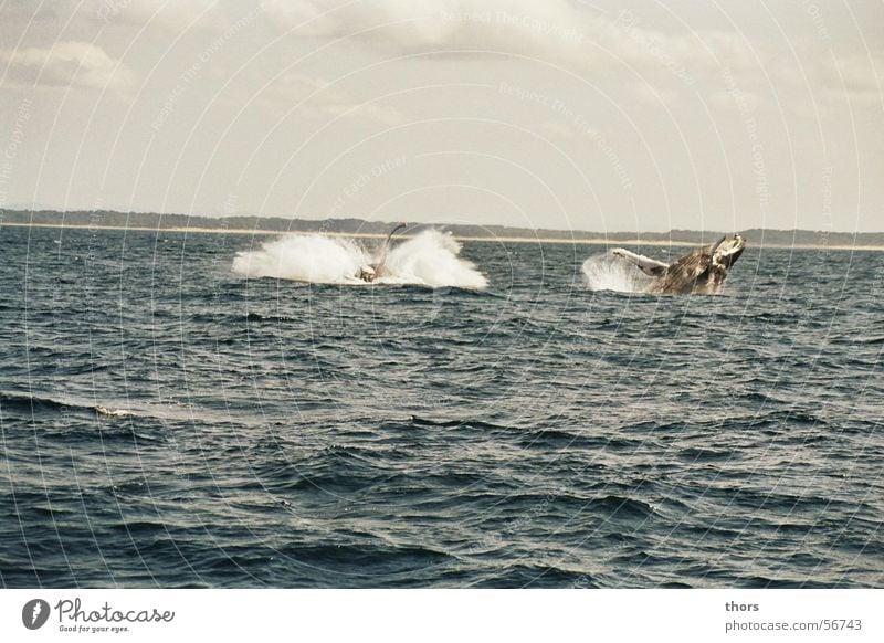 Two humpback whales jumping offshore St. Lucia, South Africa Ocean Whale Humpback whale Jump Clouds Pacific Ocean Indian Ocean Waves Sea water Vacation & Travel