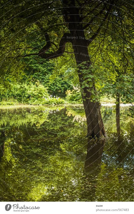 natural green Environment Nature Landscape Plant Elements Water Climate Tree Park Lakeside Bog Marsh Pond Oasis Sustainability Green Moody Growth Change