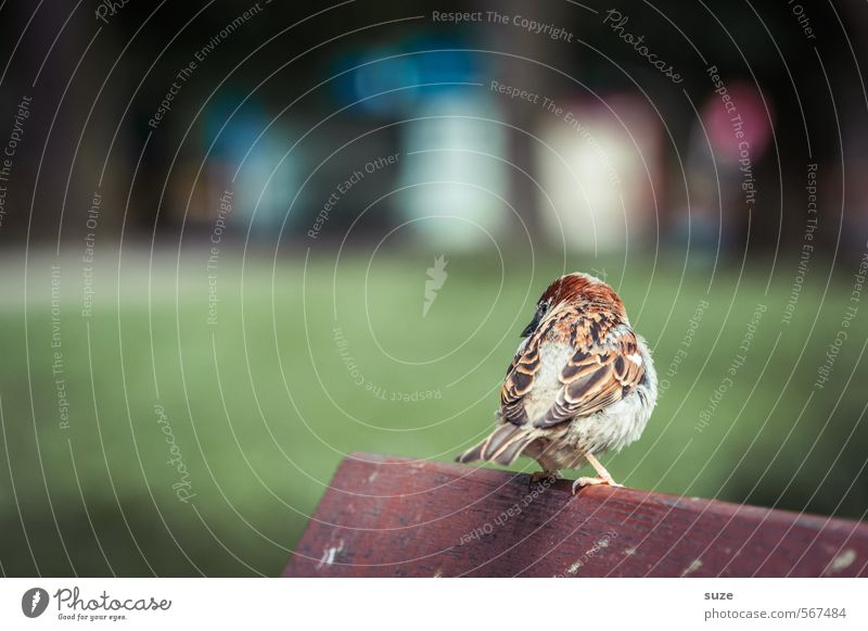 I'll do it, but not guggn! Summer Environment Nature Animal Park Meadow Wild animal Bird 1 Wood Wait Small Natural Cute Soft Brown Green Curiosity Sparrow