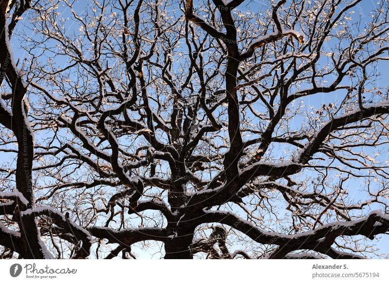 Oak crown with snow on the branches Oak tree oak Oak tree crown Tree branches Tree trunk Snow Twigs and branches Branches and twigs Forest Nature Winter Graphic