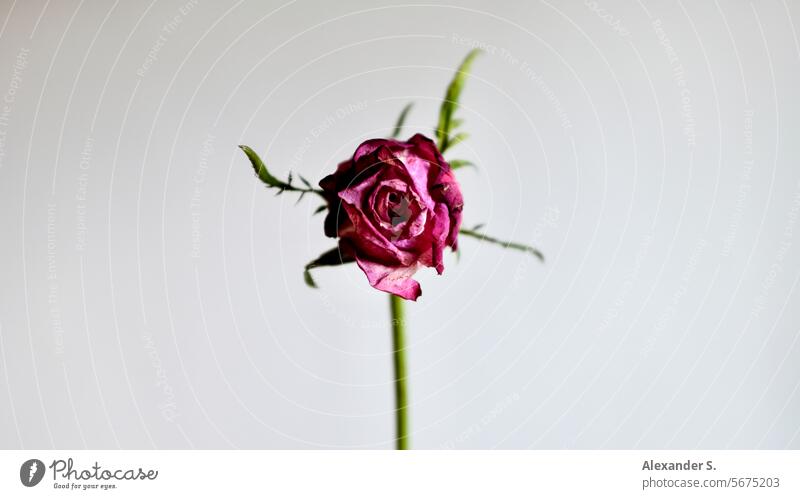 Withering pink rose blossom in front of a white wall Rose blossom Flower Blossom Close-up Pink Blossom leave Rose leaves withered rose wilted flower Transience