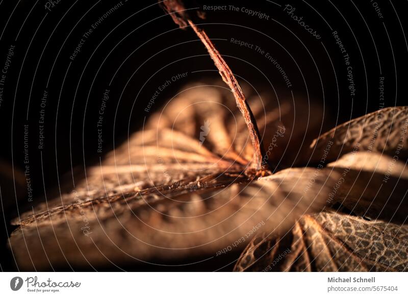 withered Limp fading withered plant withered leaves Leaf brown leaf Winter Autumn autumn colours Transience Autumnal Autumnal colours autumn mood Exterior shot