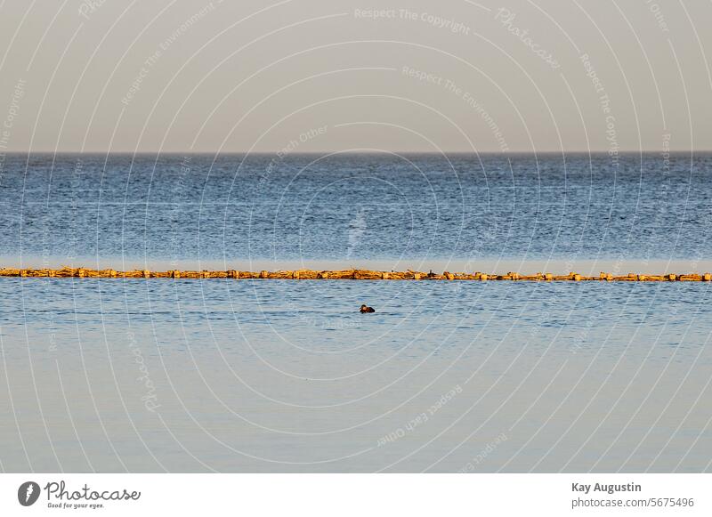 Common scoter Mud flats North Sea coast Ocean Landscape Vacation & Travel Island Nature Tide North Sea Islands Sylt landscape shore zone Exterior shot