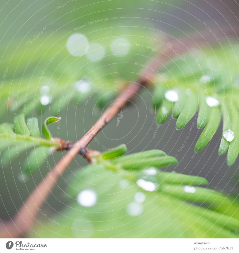 Rainforest raindrops - IGS 2013 Nature Drops of water Plant Bushes Foliage plant Park Wood Green Calm Colour photo Exterior shot Abstract Structures and shapes