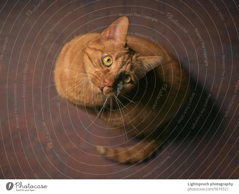 Cute red cat on the floor looks up. High angle view with selective focus. domestic cat ginger cat sitting looking at camera looking up high angle view close-up