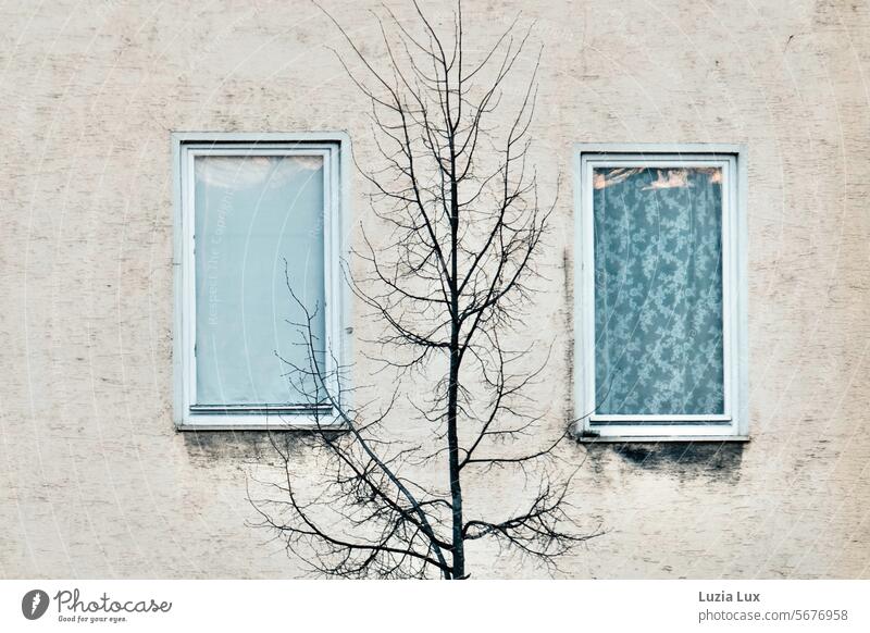 Street tree with bare branches in front of two old windows Town road tree Bleak bare tree Winter urban Window Old Old fashioned Curtain Screening Gloomy