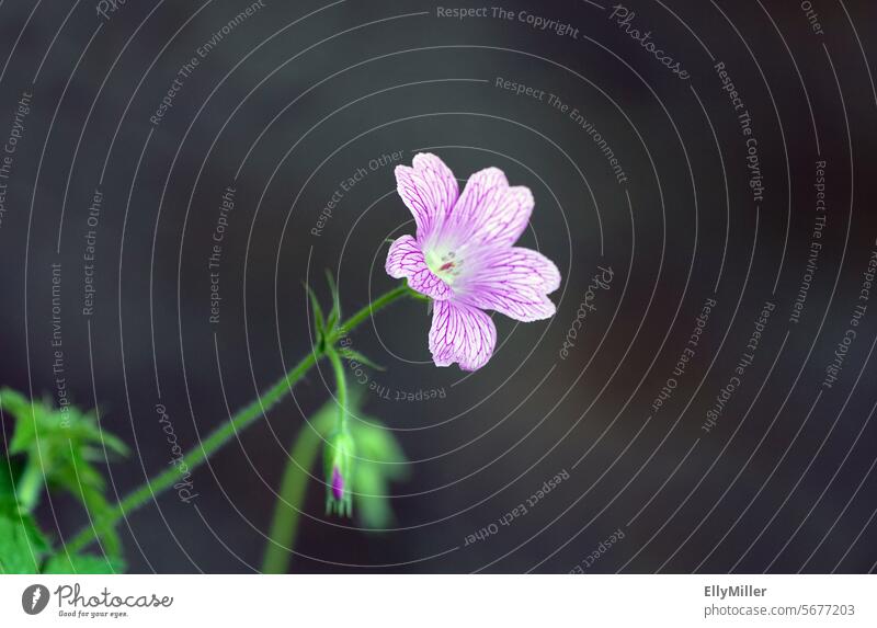 Delicate blossom - Cranesbill Geranium Cranesbill plants Blossom Flower pink Plant Nature Summer Close-up Garden Blossoming Colour photo Spring naturally pretty