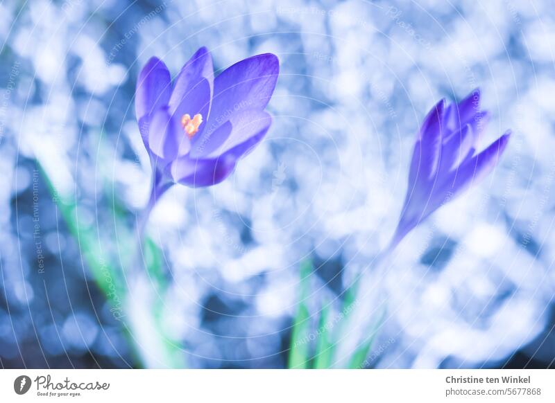 purple crocuses crocus blossom Violet Blossom Nature Garden Spring Blossoming Shallow depth of field blurriness Perspective Spring flowering plant bulb flower