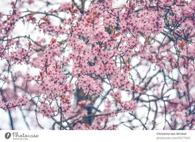 Spring arrives with pink flowers Blossom Pink Twig Emotions Happy Spring fever Blossoming tree blossom Plant Close-up Garden blurriness Shallow depth of field