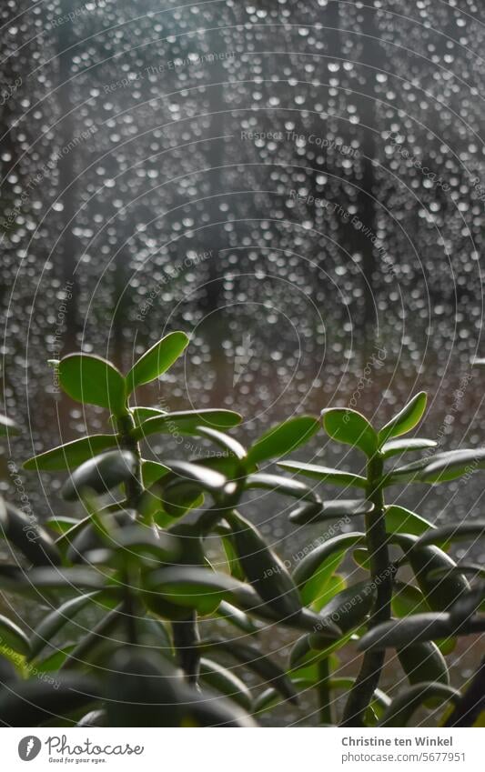 a houseplant stands by the rainy window waiting for sunshine Houseplant Foliage plant raindrops pfennig tree money tree Crassula ovata Window thickleaf plants