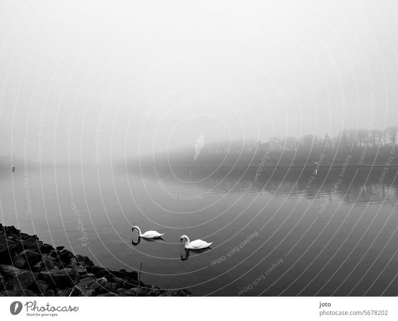 Two swans swimming on the canal Swan Ocean Horizon Baltic Sea farsightedness melancholy Loneliness Lonely on one's own daintily Elegant White gooseneck Water