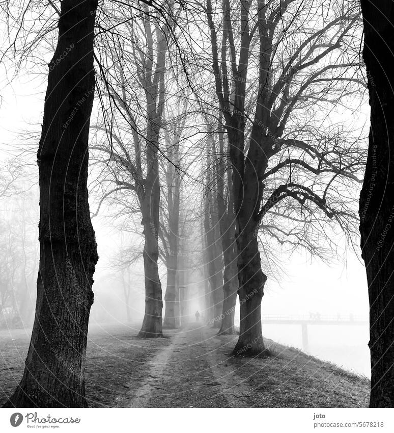 All in the fog with silhouette and footbridge in the background trees Tree silhouettes Silhouette Fog cloudy Misty atmosphere Dreary cloudy weather Gloomy Grief