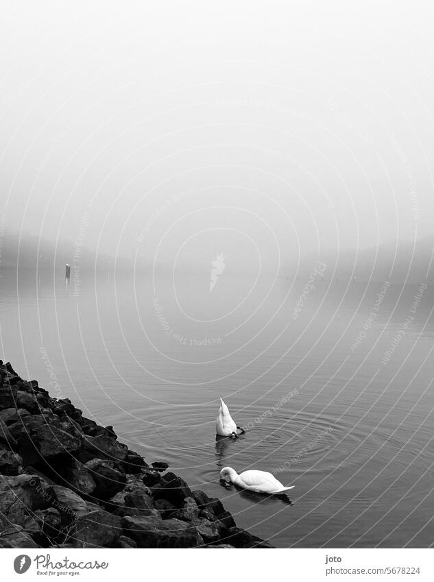 Two swans dip their heads into the water on the canal Swan Ocean Horizon Baltic Sea farsightedness melancholy Lonely daintily Elegant White gooseneck Water