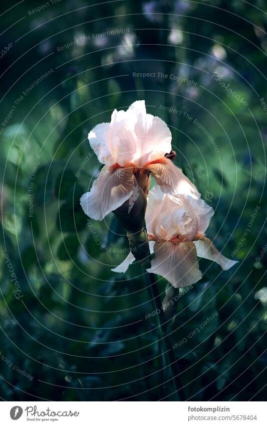 Pale pink iris in dark green Flower Iridaceae Lily Elegant Esthetic Blossoming Delicate floral Garden flowers pretty Noble garden plant blossom flowering flower