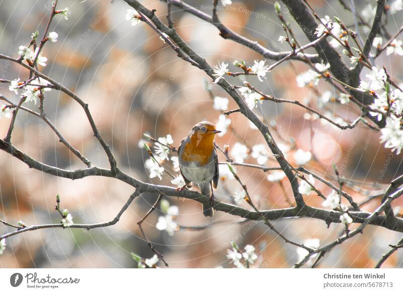 Robin in a blossoming tree in spring Robin redbreast songbird garden bird Bird Wild bird Animal 1 Small Curiosity Full-length Animal portrait white flowers