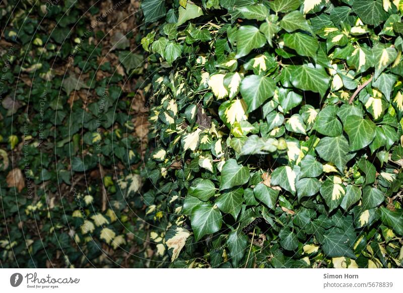 House wall that is densely overgrown Overgrown Facade tight leaves Foreground Tendril entwined Mysterious greening green facade Green Creeper Plant